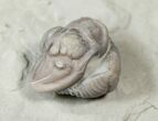 Enrolled Flexicalymene Trilobite With Brachiopod #14136-1